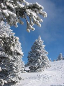 Светлана Валерьевна Железнякова