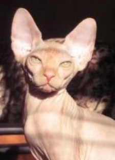 Роман Иванович Осипчук